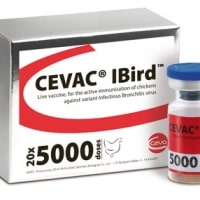 Cevac Ibird